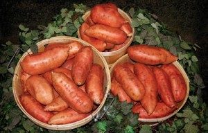 Sweet Potatoes - Berlo