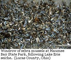 Zebra Mussels / Lucas County