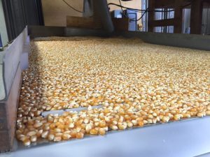 Popping corn processing