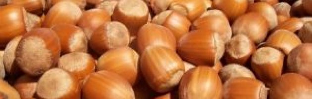 Hazelnuts