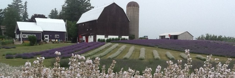 Lavender farm Apple Hill Barn