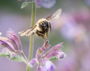 Bee on flower CWF