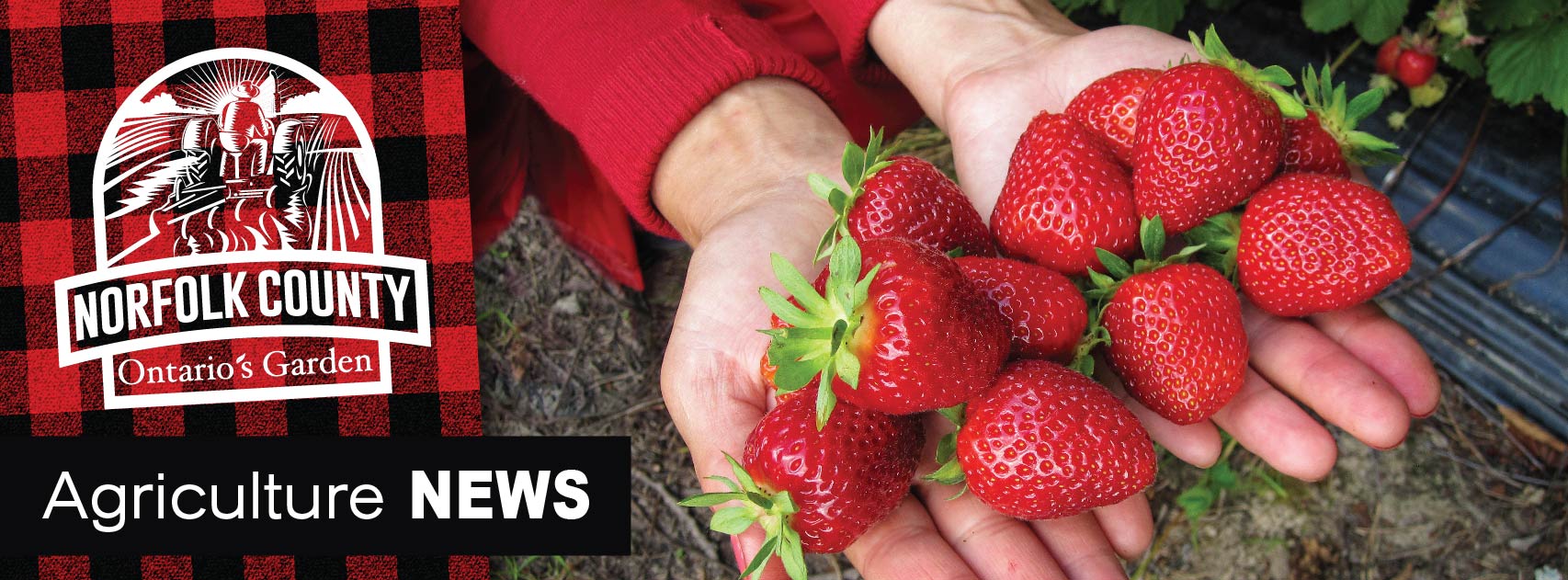 Agriculture News Strawberries