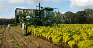 tobacco harvester Norfolk County