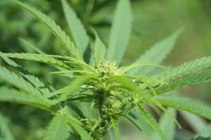 Cannabis sativa plant